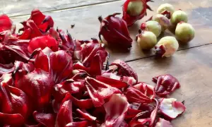 Czerwone kielichy hibiskusa i zielone owoce. Czy każdy hibiskus nadaje się na herbatę? Ten wygląda obiecująco!
