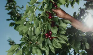 Mano recolectando cerezas rojas y jugosas en la época de cerezas, bajo un cielo azul brillante.