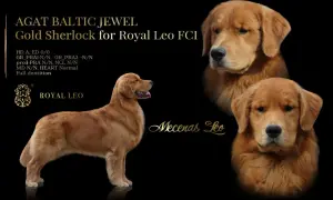 Gdzie można kupić Golden Retrievera? Najlepsze hodowle w Polsce