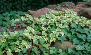 Una planta trepadora de hiedra variegada y verde se extiende sobre rocas y tierra, creando un tapiz natural.