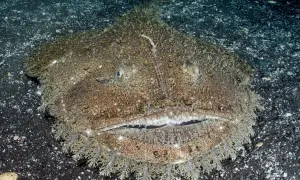 Ein Seeteufel im Wasser, mit seinem breiten Maul und faserigen Bart, lauert auf dem dunklen Meeresboden.