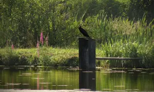 Czarne ptaszysko na słupku nad wodą, otoczone bujną zielenią i kwitnącymi łubinami. W tle trzciny, jakby w żabie doły.