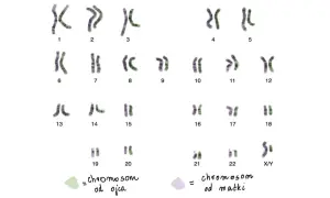 Kariotyp człowieka: 23 pary chromosomów, w tym 22 pary autosomów i 1 para chromosomów płci (X/Y).