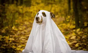 Un cane travestito da fantasma, con un lenzuolo bianco, sembra smarrito nel bosco autunnale. È come quando una persona ti cancella dalla sua vita, lasciandoti solo.