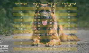 Ile waży 4-miesięczny owczarek? Sprawdź normy i rozwój