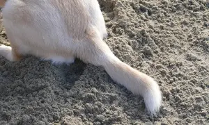 A light-colored dog's tail rests on the sand, showing a slight bend that could indicate a dog tail injury.