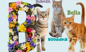 La lettre B décorée de fleurs, avec les chats Bandit, Bella et Bouddha.
