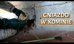 Jak bezpiecznie i legalnie usunąć gniazdo kawek z komina - porady kominiarza