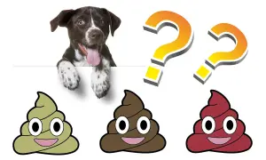 Cachorro curioso pregunta: ¿cuantas veces hace caca un cachorro de 2 meses? Tres emojis de caca sonríen.