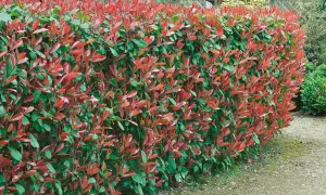 Eine dichte, 3 Meter hohe Hecke mit leuchtend roten und grünen Blättern säumt einen Kiesweg.