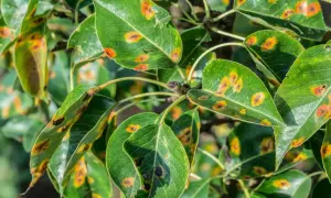 Grüne Blätter eines Birnbaums zeigen orange-braune Flecken, ein deutliches Zeichen für Birnbaumkrankheiten.