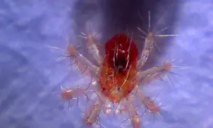 Nahaufnahme einer winzigen roten Spinne mit vielen feinen Härchen auf ihren Beinen.