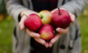Hände halten Äpfel. Ein kleiner Welpe würde sich über einen Apfel freuen.