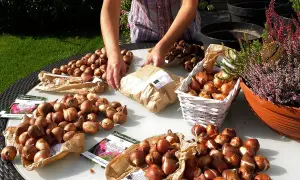 Kiedy sadzić tulipany, aby uniknąć rozczarowania na Wielkanoc?
