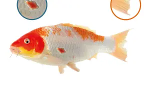 Ryba koi z czerwonymi plamami na łuskach i płetwach, objawy posocznicy u ryb w stawie.