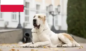 Potężne owczarki azjatyckie, dumne jak polska flaga, odpoczywają na tle zabytkowej architektury.