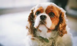 Uroczy king charles spaniel a cavalier o brązowo-białym futrze patrzy z nadzieją.