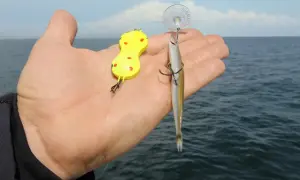 Köder für Steinbutt angeln Ostsee: ein gelber Wobbler und ein kleiner Fisch als Köder.