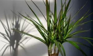 Dracena w doniczce, z długimi, zielonymi liśćmi i czerwonawymi brzegami. Jej cień rzuca się na jasną ścianę. Jaka ziemia będzie dla niej najlepsza?