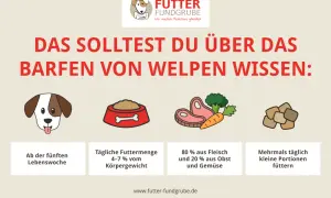 Barf rezepte welpe: Infos zu Futtermenge (4-7% Körpergewicht), Zusammensetzung (80% Fleisch, 20% Obst/Gemüse) & Fütterungszeitpunkt ab 5. Lebenswoche.