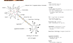 Der **Nervenzelle Aufbau** zeigt Dendriten, Soma, Axon, Schwann'sche Zellen und synaptische Endknöpfchen.