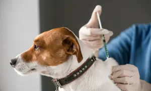Tierarzt verabreicht einem Hund die Tollwut-Impfung. Der Hund trägt ein Halsband und blickt nach links.