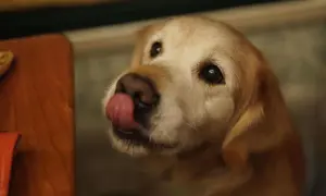 Ein süßer Welpe leckt sich die Lippen, vielleicht träumt er von einer leckeren Banane.