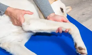 Fizjoterapeuta delikatnie masuje łapę psa, pomagając mu zmagającemu się z bólem związanym z reumatyzmem.