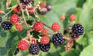 Reife und unreife Brombeeren hängen an einem Dornenstrauch. Bald können die ersten Brombeeren gepflückt werden.