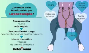 Ilustración de la esterilización laparoscópica de una perra, mostrando la extirpación de ovarios y útero. Beneficios: recuperación rápida, menos riesgos.