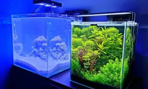 Ile rybek do akwarium 30l? Odpowiednie gatunki dla zdrowego zbiornika