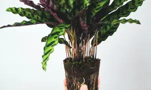 Calathea Rattlesnake z odsłoniętymi korzeniami, gotowa do przesadzenia. Dowiedz się, jak dbać o tę piękną roślinę.