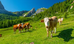 Kühe grasen auf einer blühenden Alm vor majestätischen **Dolomiten Berge**n.