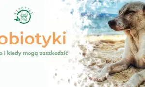 Czy można podać psu probiotyk dla ludzi? Sprawdź, co może zaszkodzić