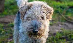 Wesoły fox terrier z kudłatą sierścią, z nosem lekko ubrudzonym ziemią, stoi na trawie.