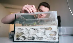 Mężczyzna z pęsetą pielęgnuje mrowisko, w którym pracują mrówki. To jak miniaturowy świat, gdzie każdy szczegół jest ważny, niczym w opowieści o tuatarze.