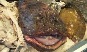 Une tête de lotte aux dents pointues, entourée de calamars et de poissons plats sur de la glace.