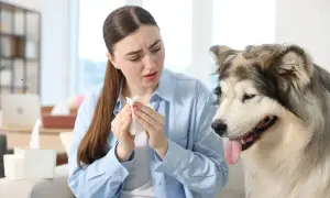 Frau hält Taschentuch, während ihr Hund niest.