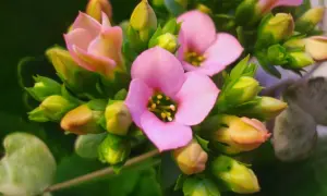 En vacker kalanchoe blomma med rosa kronblad och gula ståndare, omgiven av gröna blad och knoppar.