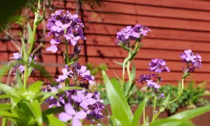 Lila blommor i en trädgård, som påminner om gammaldags perenner. En röd trävägg syns i bakgrunden.