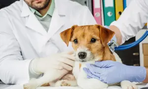 Mały piesek u weterynarza, który jest doktorem. Lekarz w białym kitlu osłuchuje go stetoskopem.