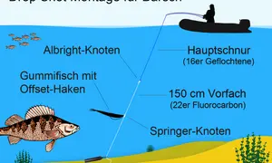 Drop-Shot-Montage für Barsch: Albright-Knoten, Gummifisch mit Offset-Haken, Hauptschnur, Vorfach, Springer-Knoten, Stabblei. Tolle Tipps für dein Havel Angeln!