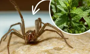Jakiego koloru nie lubią pająki? Oto kolory, których unikają