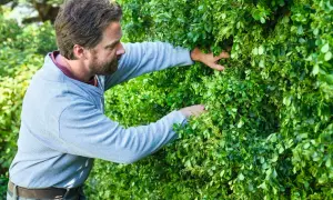 Hombre con barba trabajando en un jardín, podando setos muy altos con sus manos.