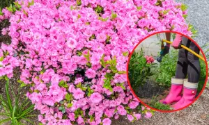 Krzew obficie kwitnących, różowych azalii japońskich. W okręgu widać osobę podlewającą inną roślinę.