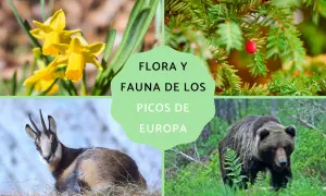 Narcisos amarillos, tejo con baya roja, rebeco y oso pardo, mostrando la flora y fauna de los Picos de Europa.