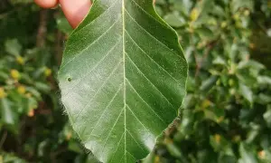 Ein grünes rotbuche blatt mit feinen Härchen am Rand wird von Fingern gehalten.