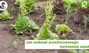 Jak kwitnie sałata i jak uniknąć jej gorzkiego smaku