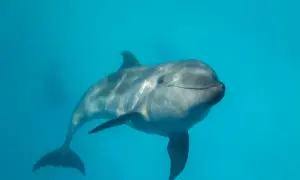 Uśmiechnięty delfin pływa w błękitnych wodach Bałtyku.