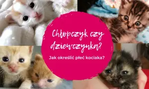 Jak sprawdzić płeć kotka i uniknąć błędów w identyfikacji
